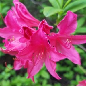 Meet your Posher, Alicia